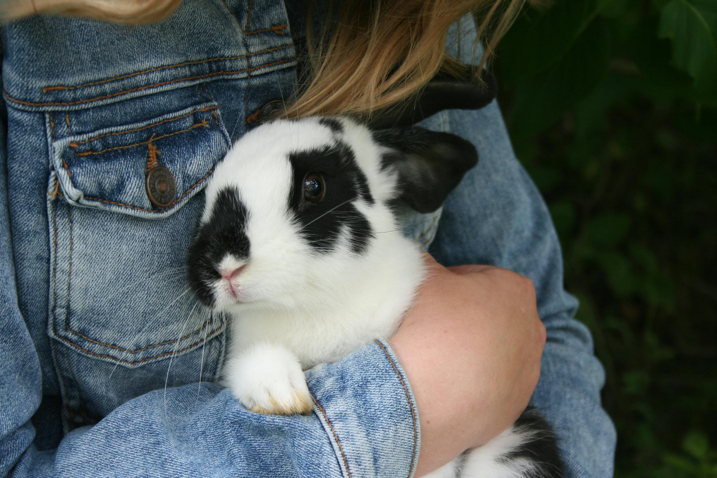 Best 5 Effective Rabbit Repellents for Your Garden in 2025: Discover Natural Solutions