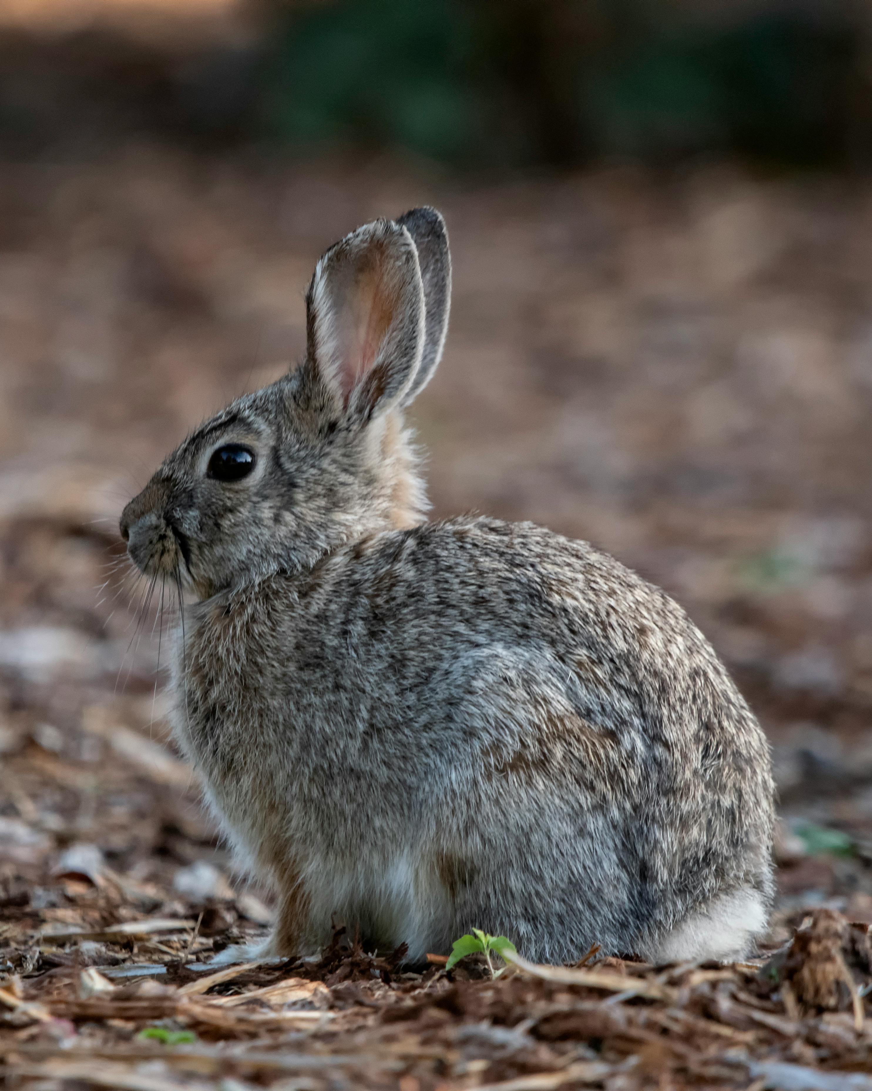 Drawing a rabbit