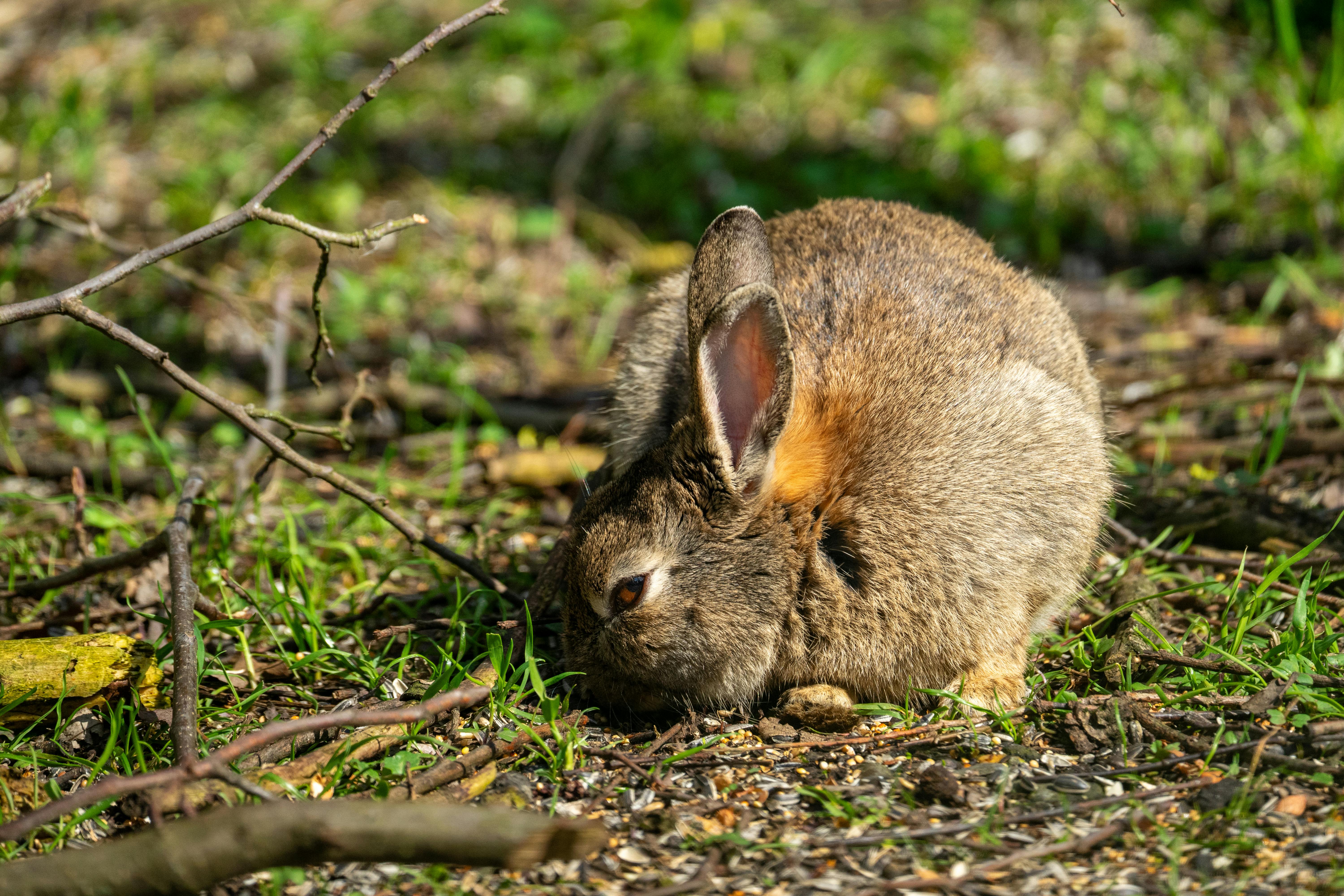 Peter Rabbit Adventures