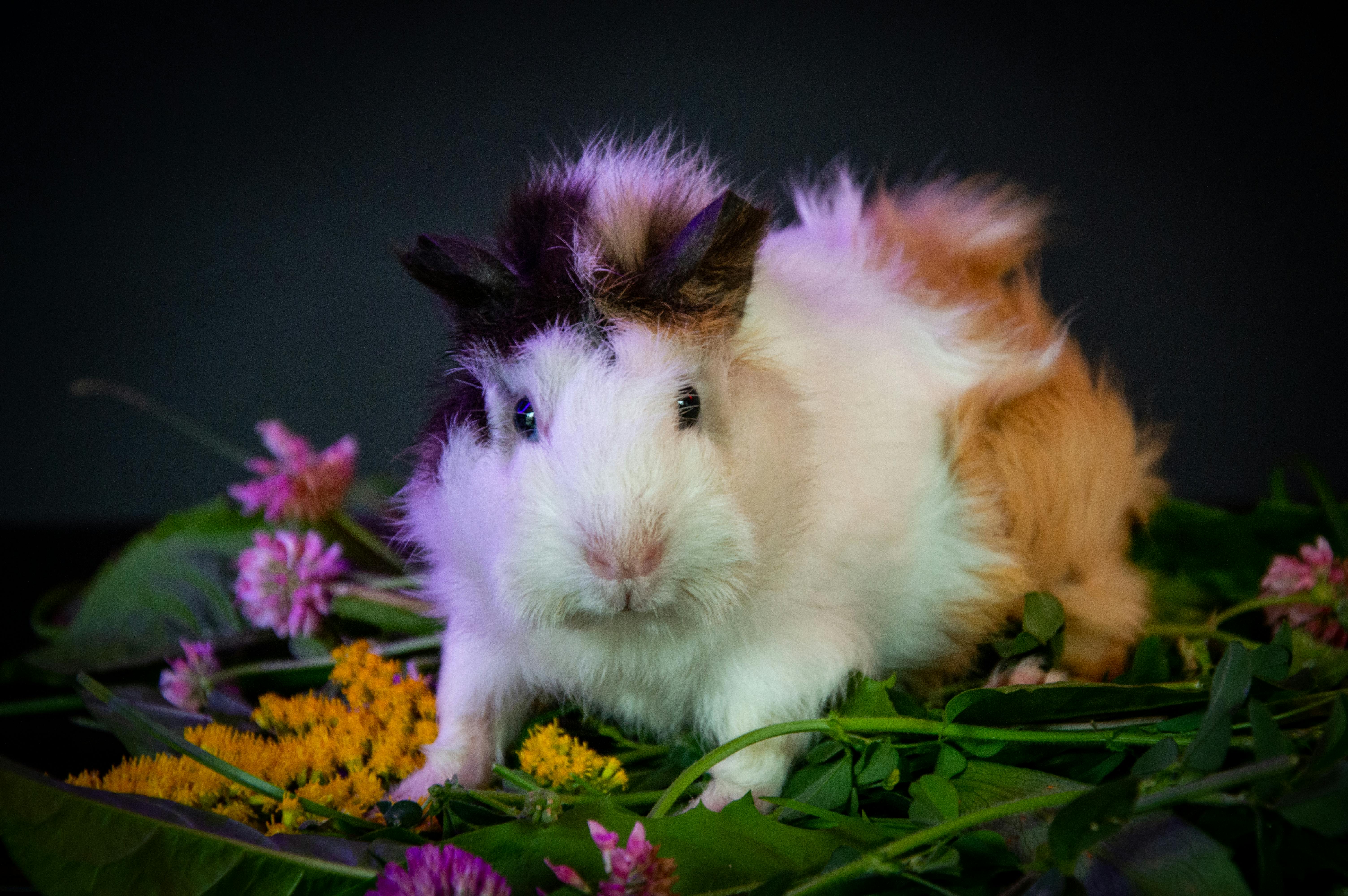 Best 5 Ways to Explore Jojo Rabbit's Core Themes