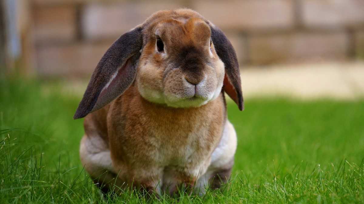 Understanding Bunnies and Rabbits