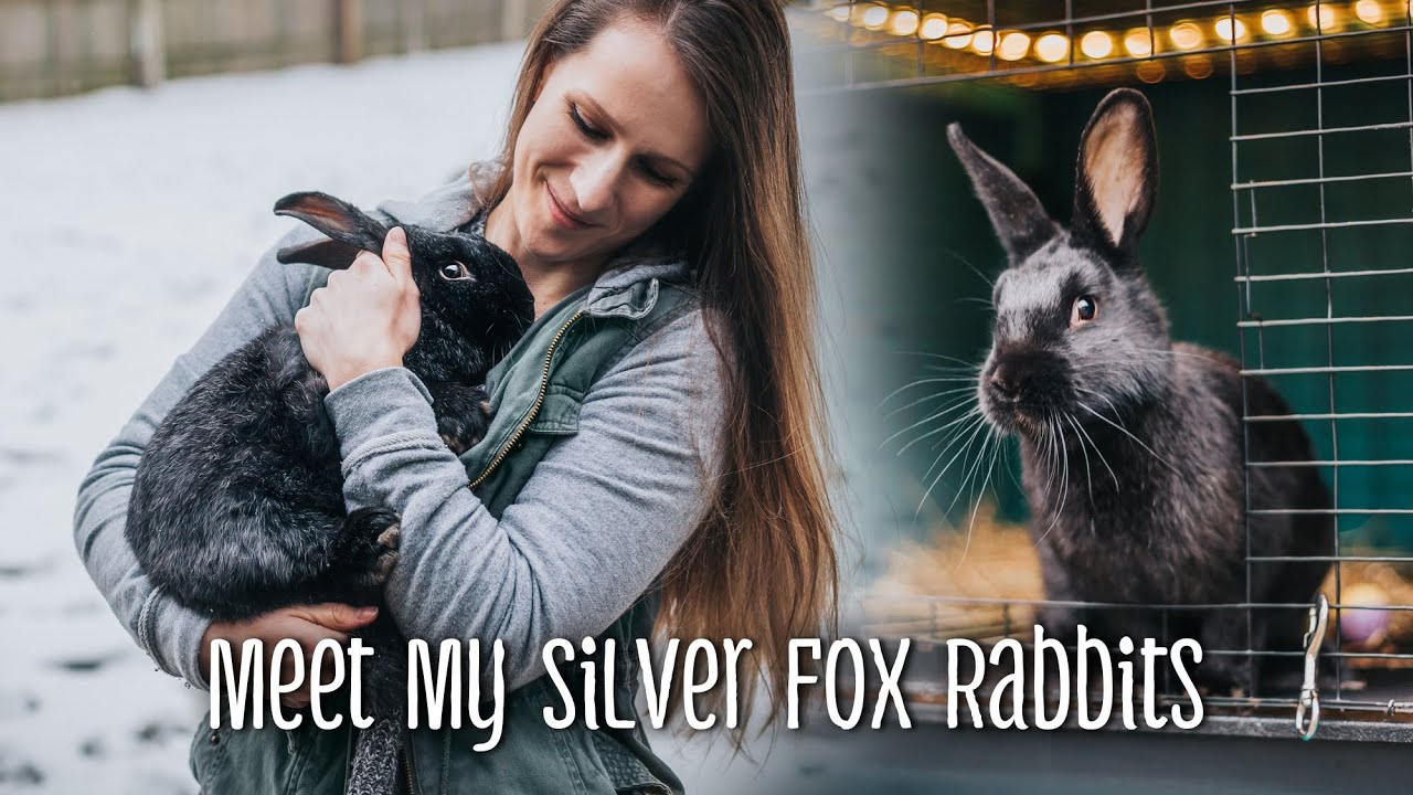 Silver Fox Rabbit