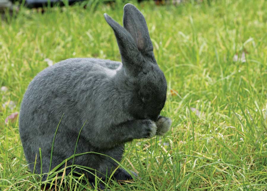 Silver Fox Rabbit Playing