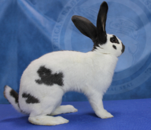 Checkered Giant Rabbit