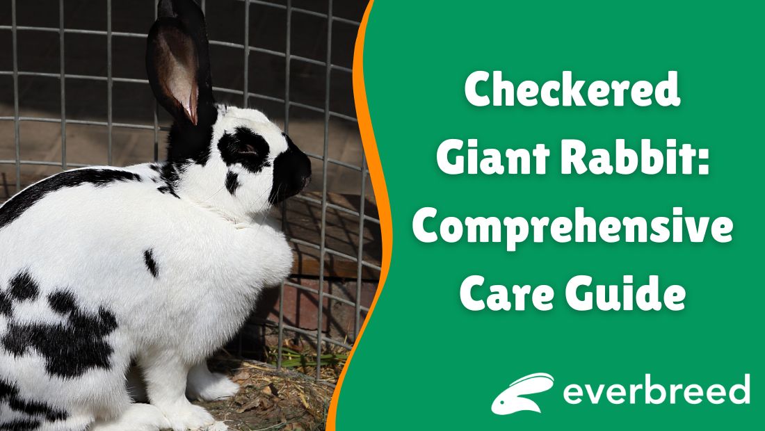 Checkered Giant Rabbit in Habitat