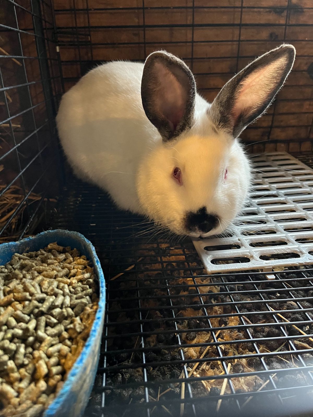 Popular Meat Rabbit Breeds