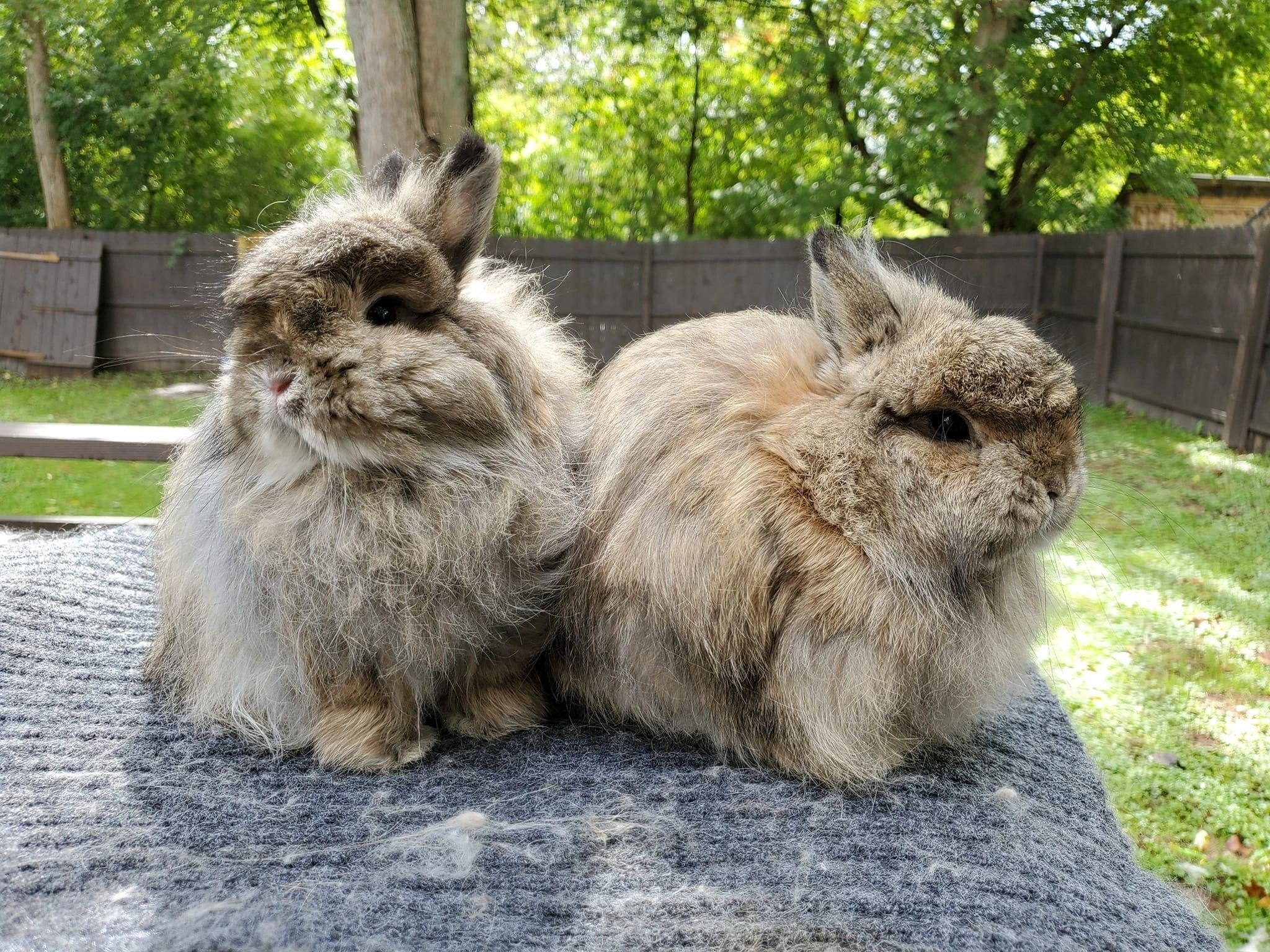 Jersey Wooly Rabbit