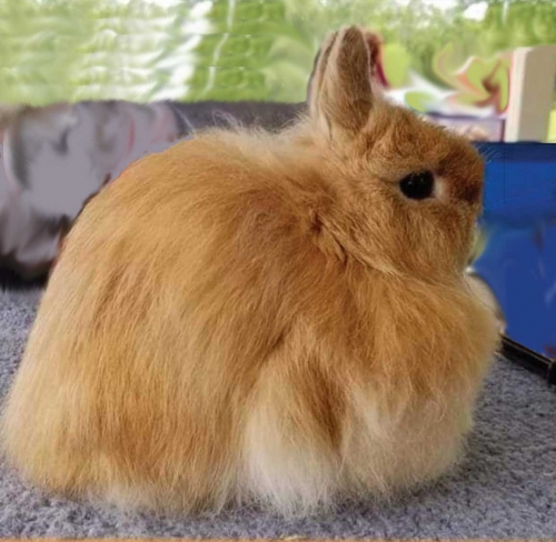 Cute Jersey Wooly Rabbits