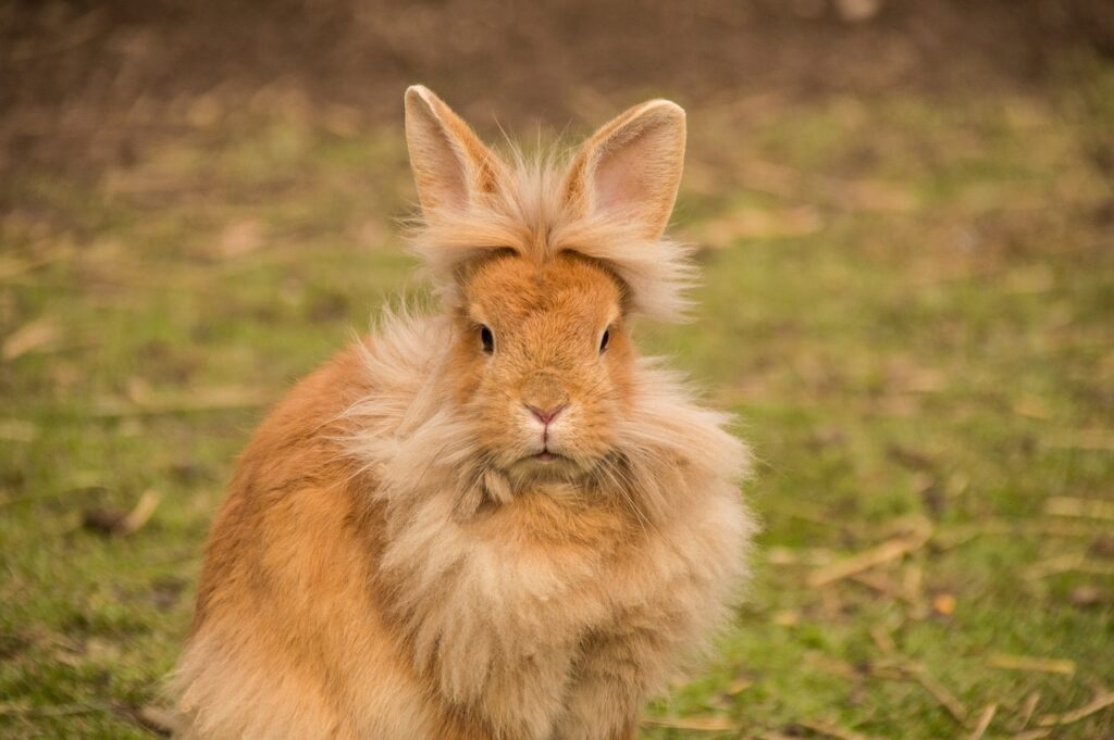 Lionhead Rabbit Lifespan