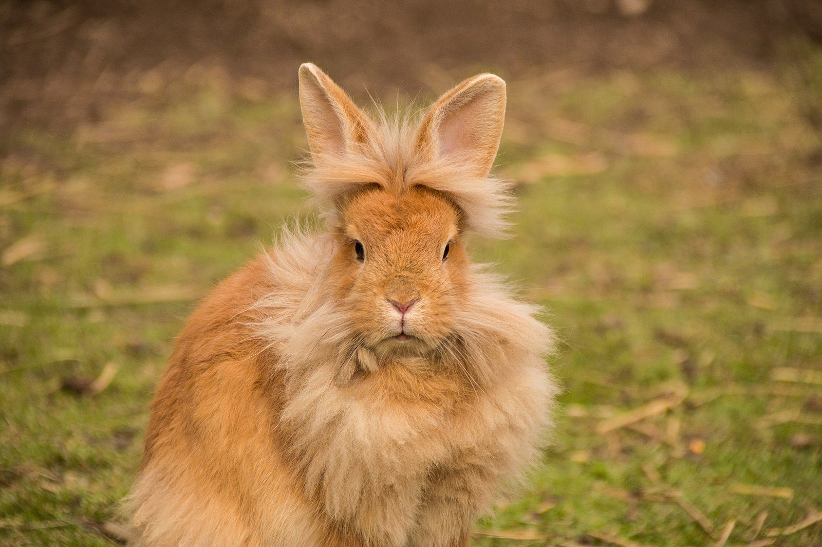 Lionhead Rabbit Care