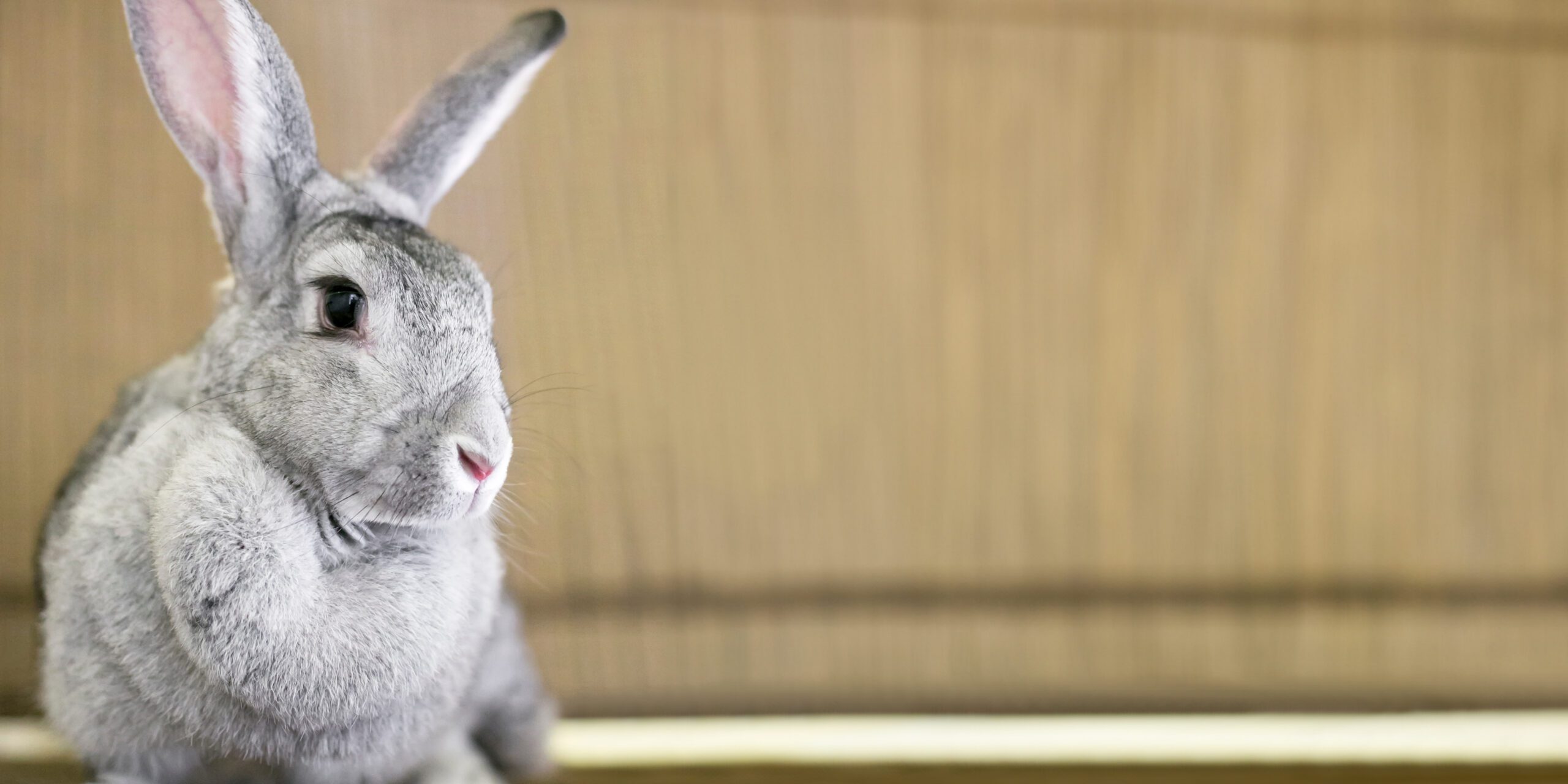 Giant Rabbit Breeds