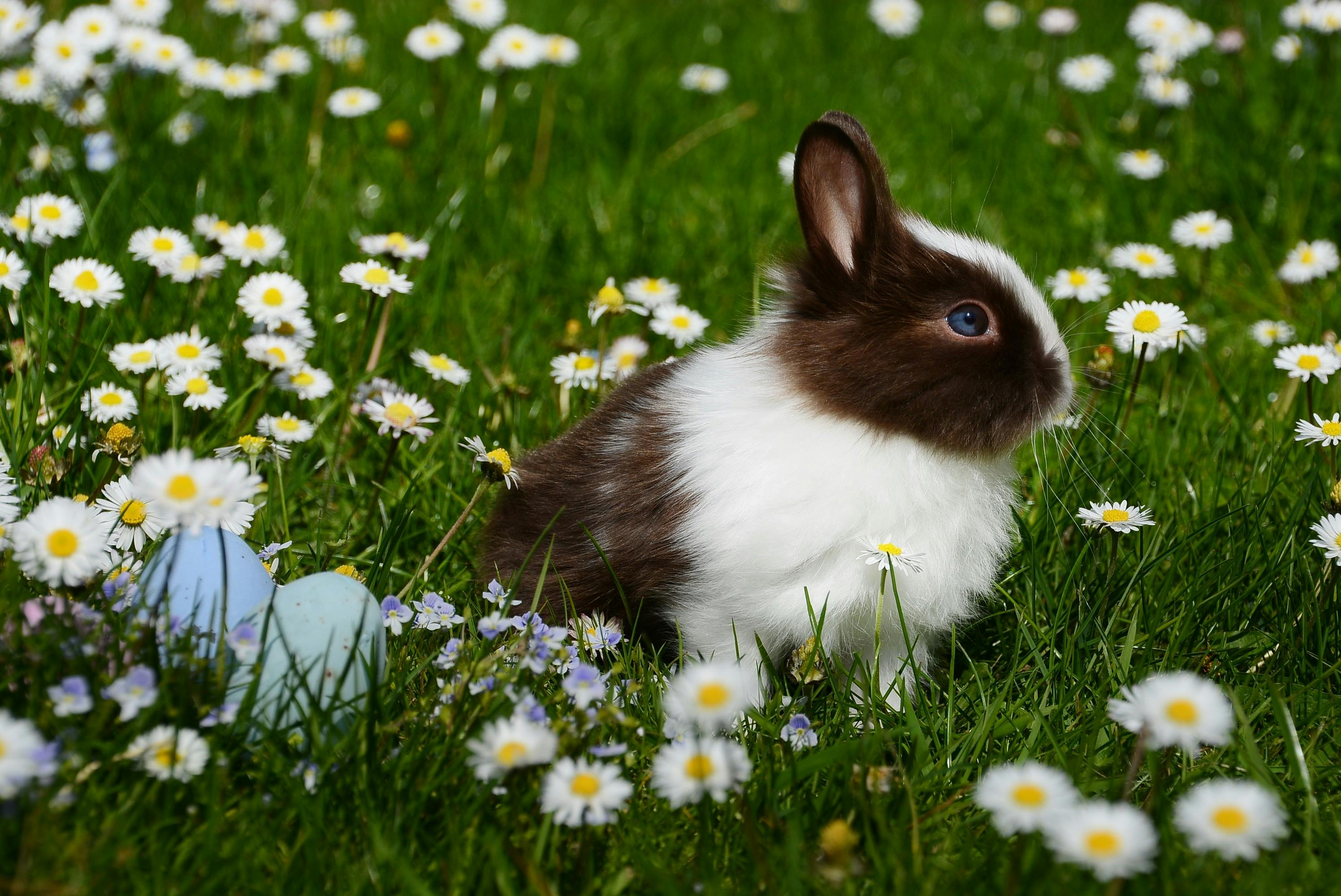 rabbit fur coat