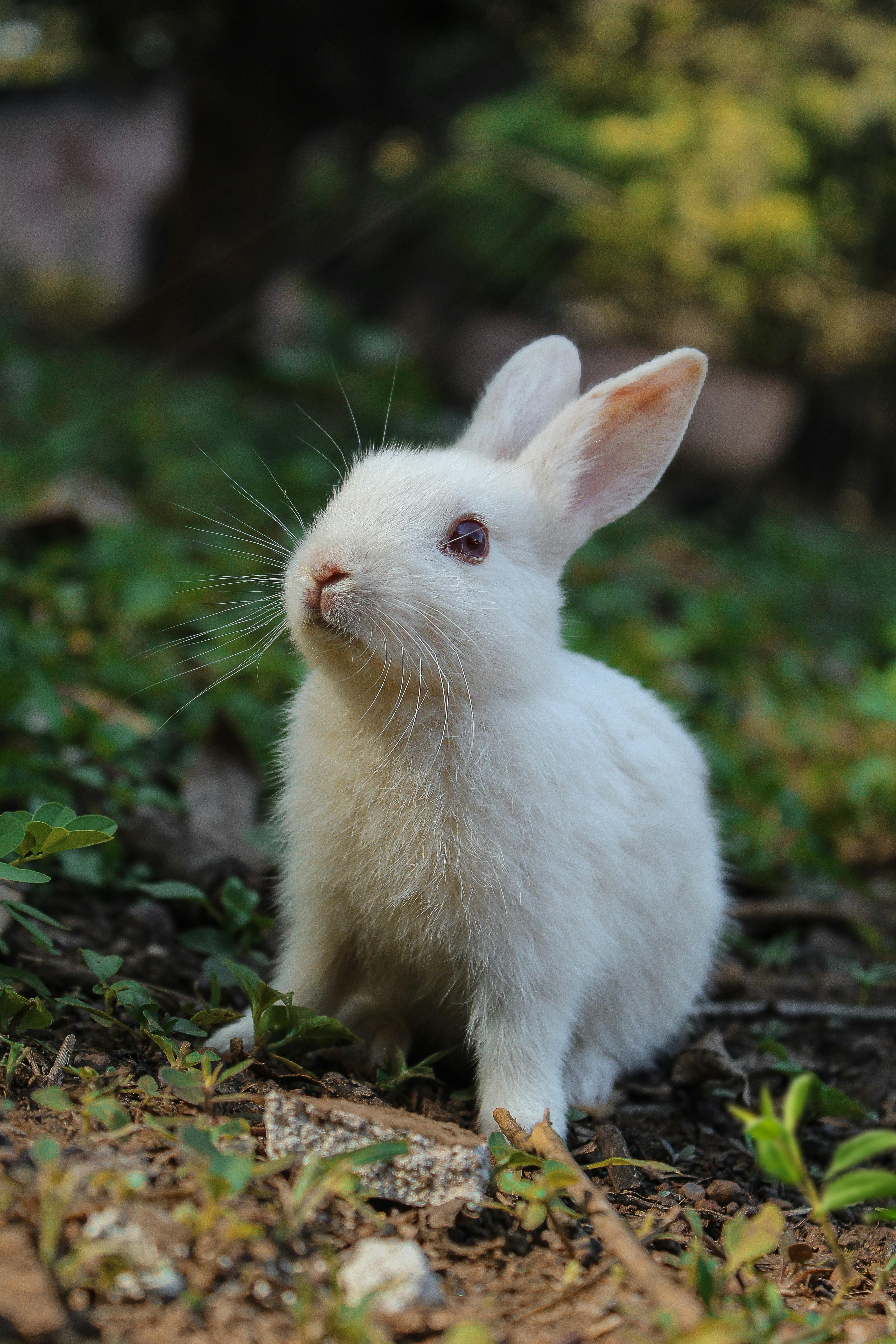 stylish rabbit fur coat