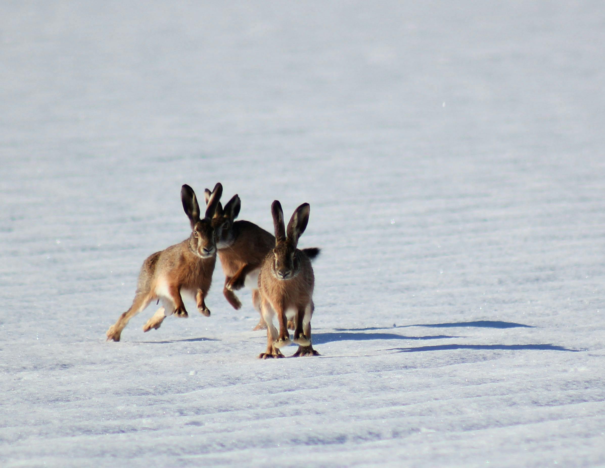 Kung Fu Rabbit training