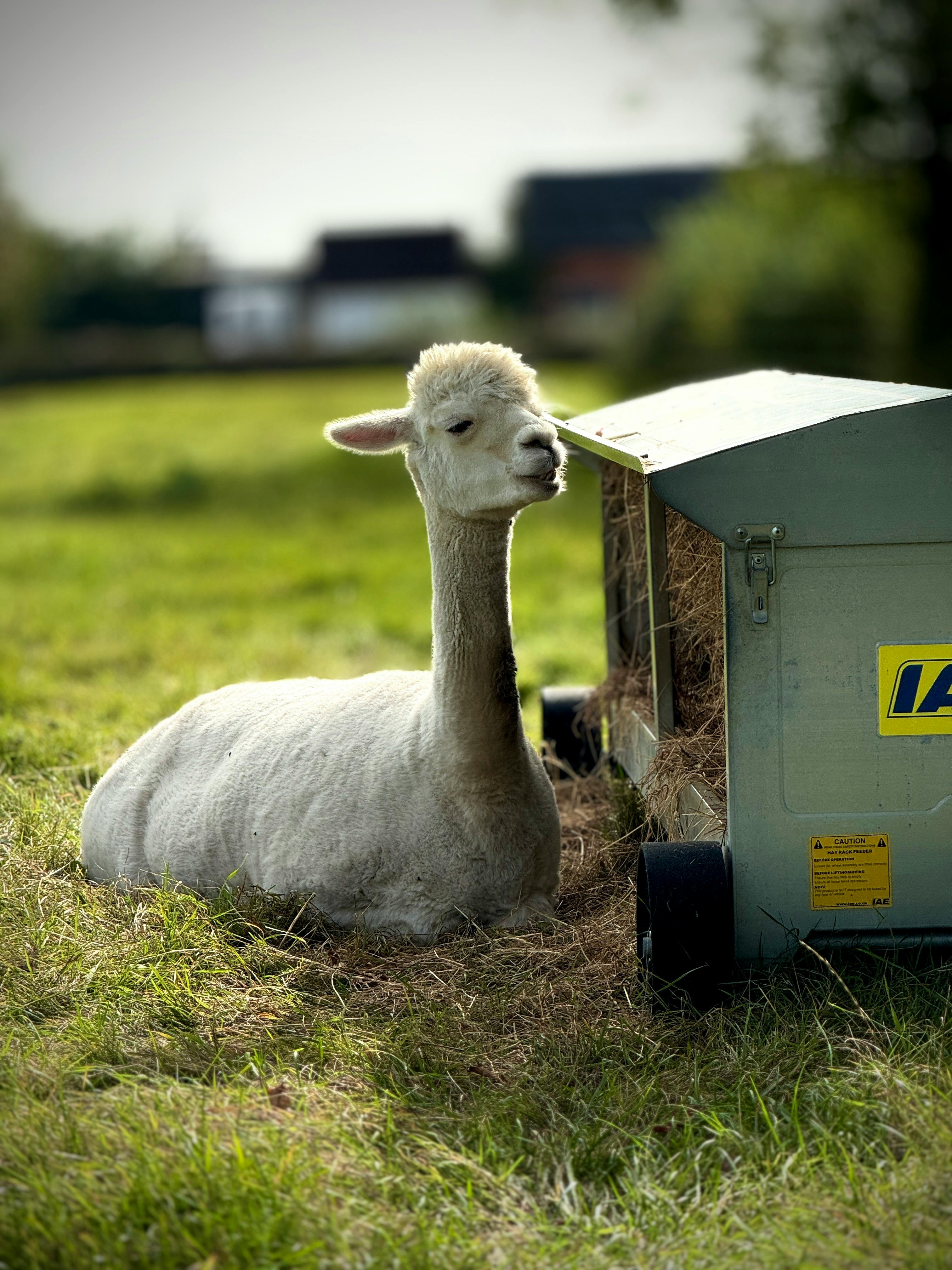 Rabbit Hay Feeder