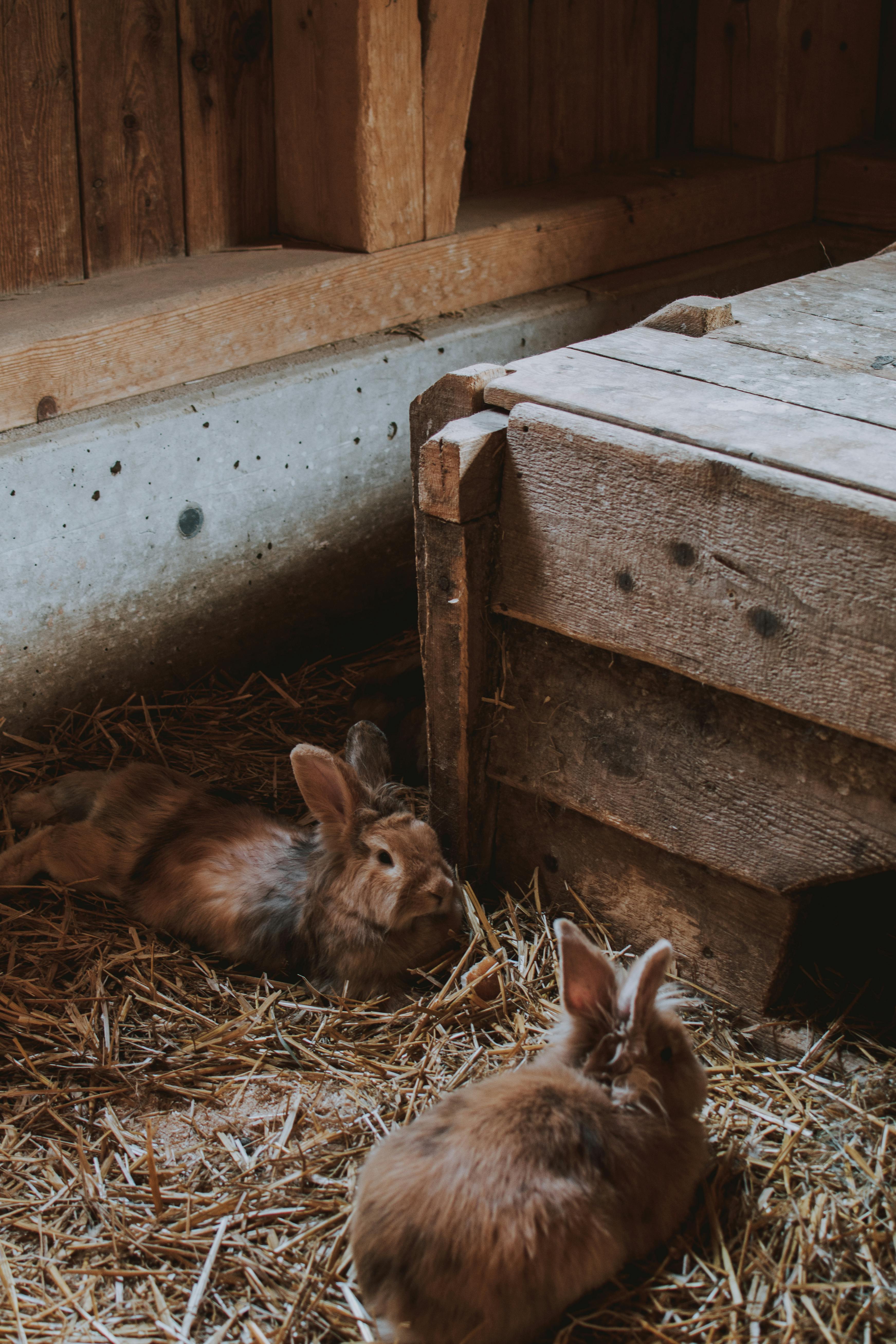 Caring for your Netherland Dwarf Rabbit