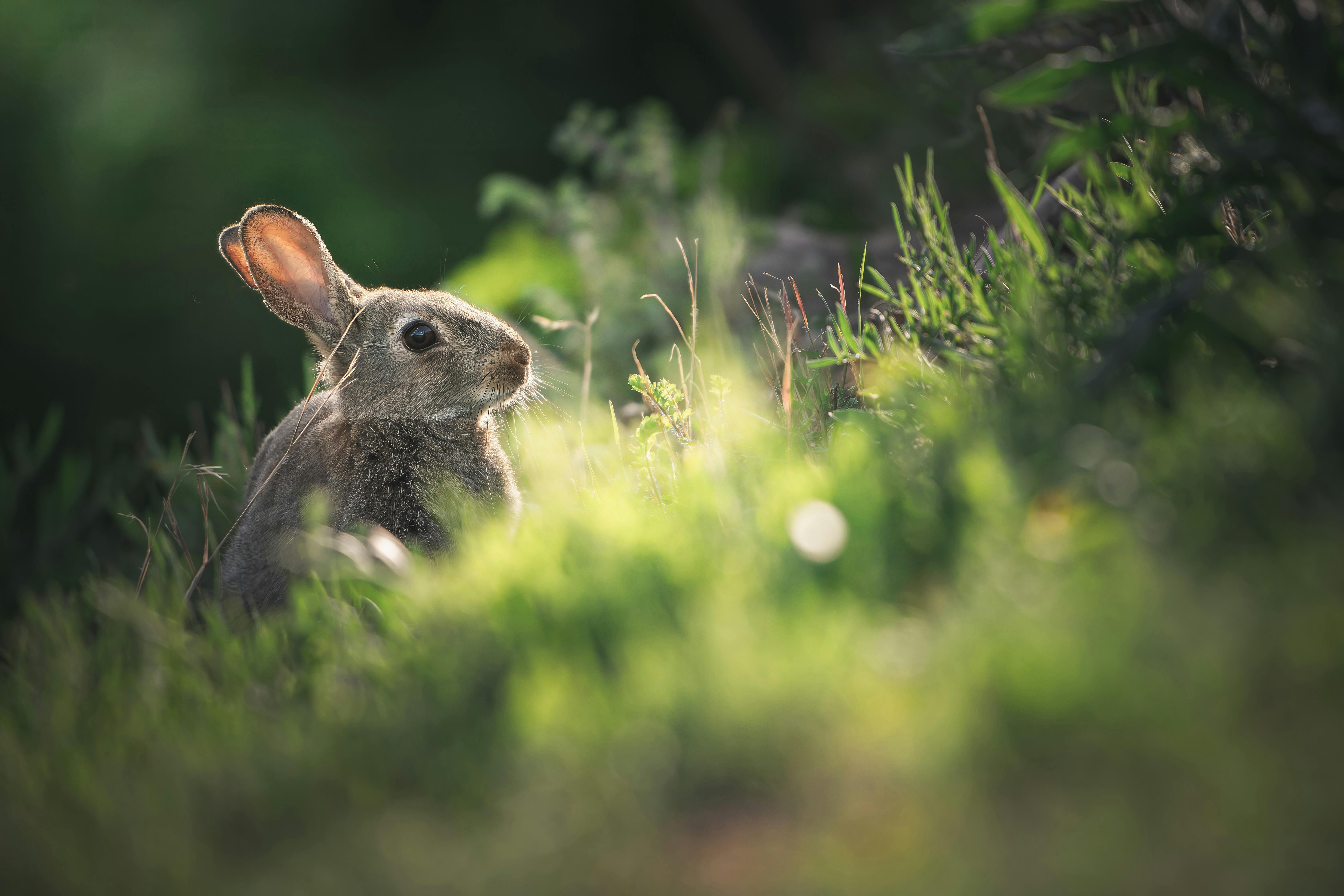 Caring for Aging Netherland Dwarf Rabbits