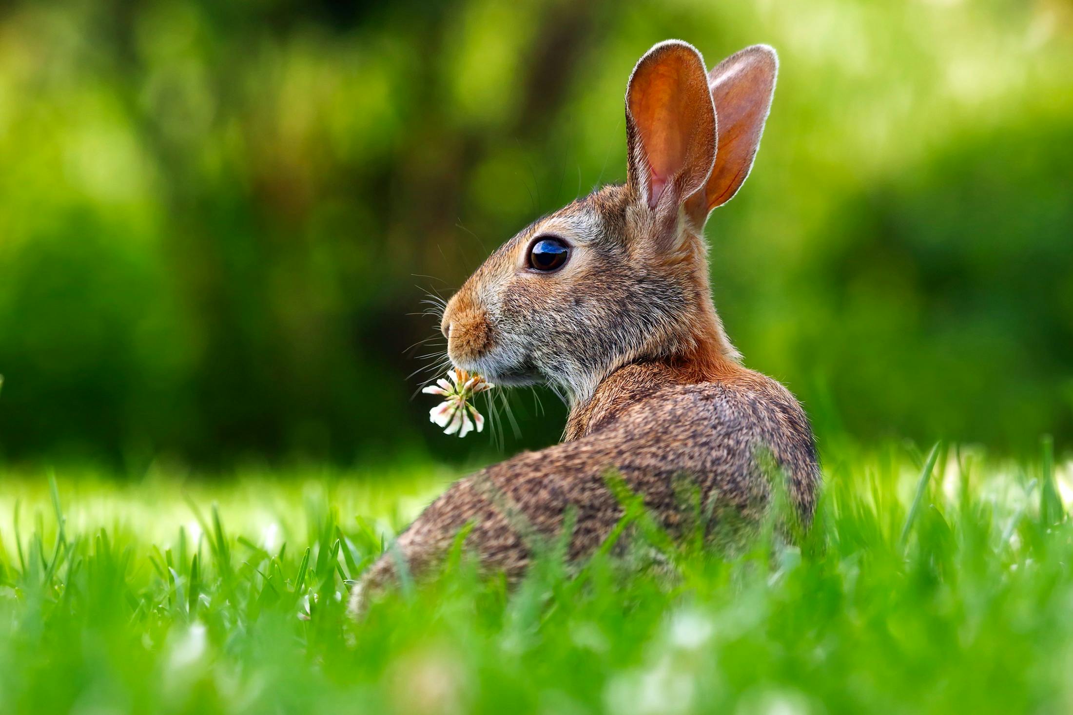 Wild Rabbit in New Cumberland