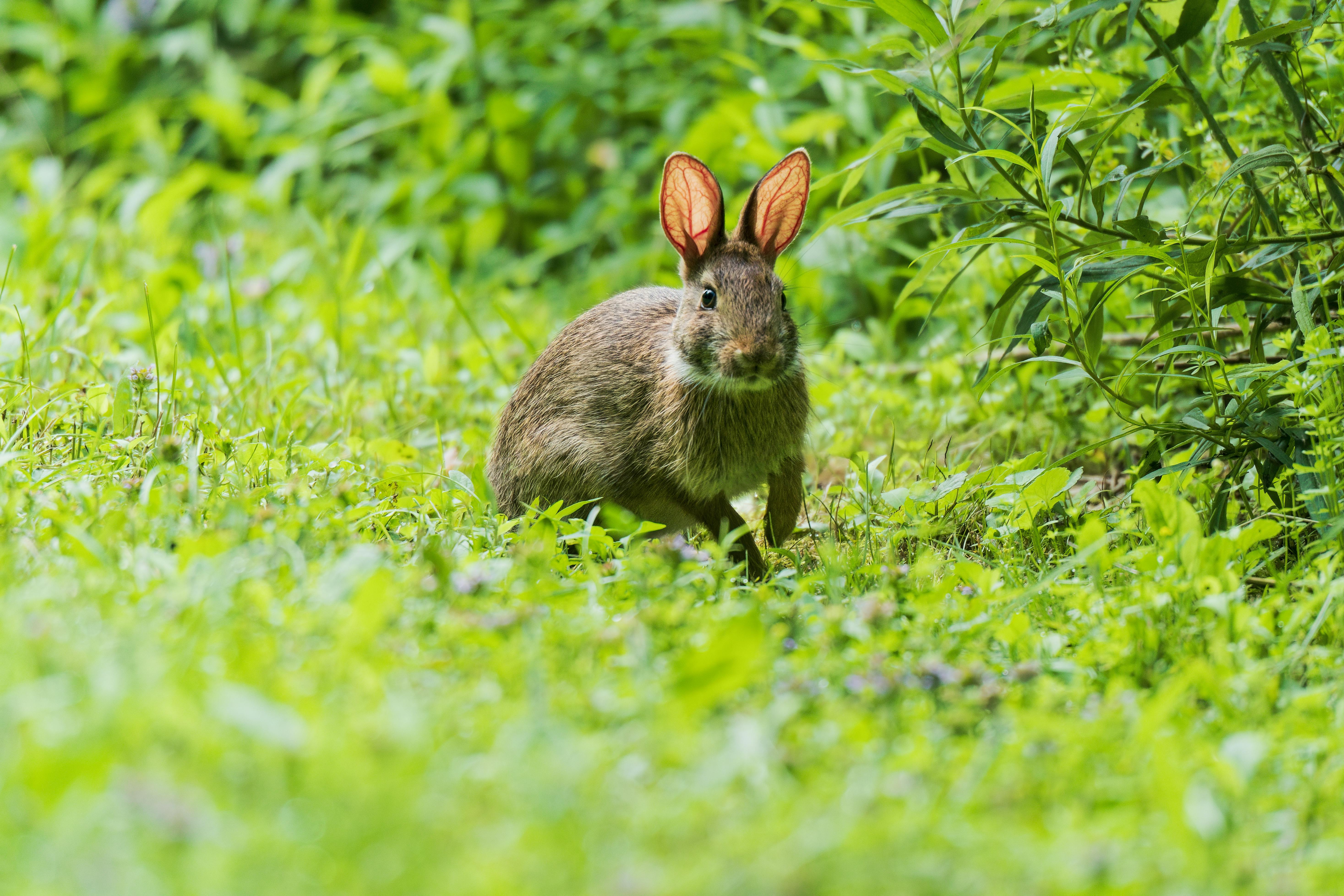 Habitat of Wild Rabbit in New Cumberland