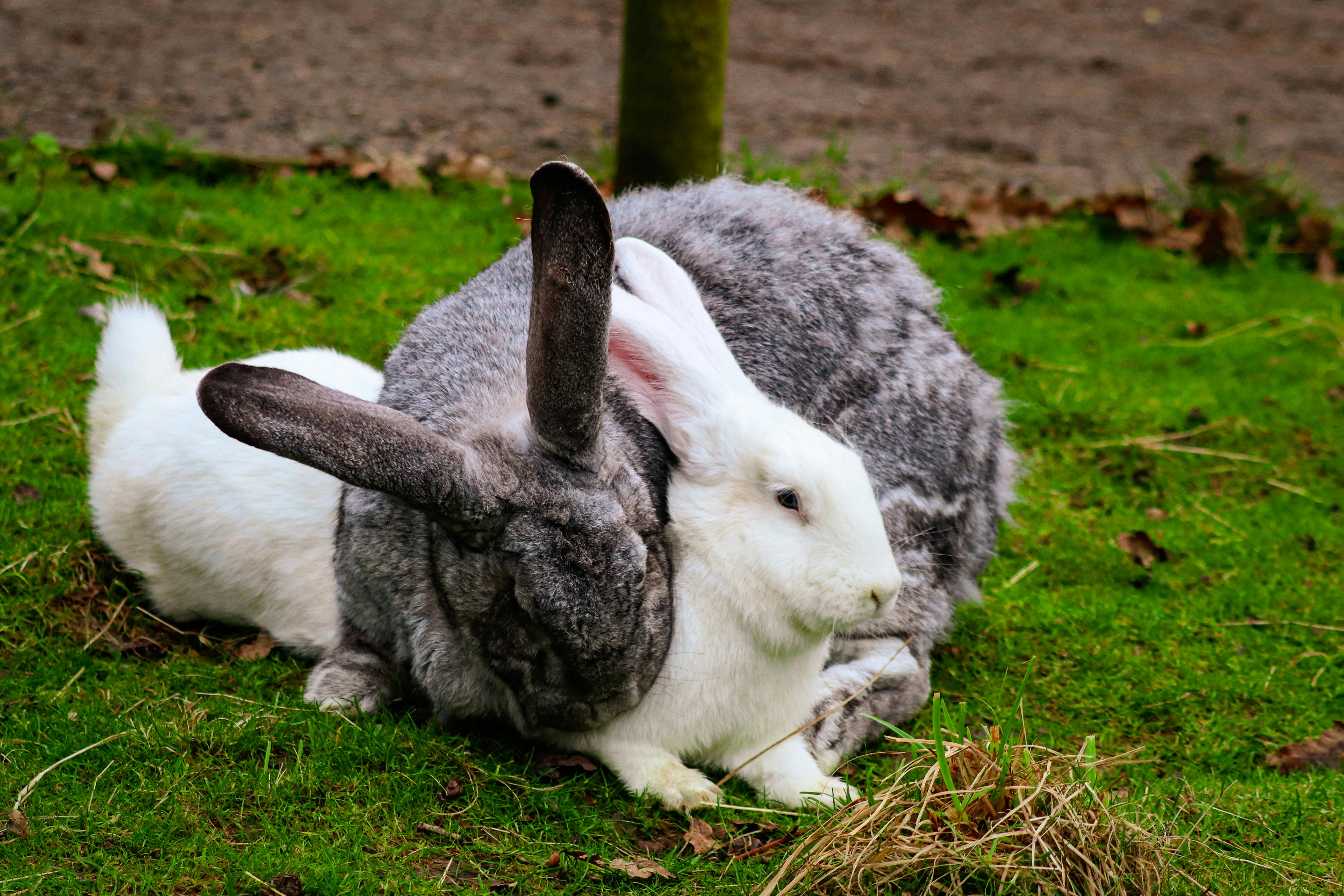 Giant Chinchilla Rabbit