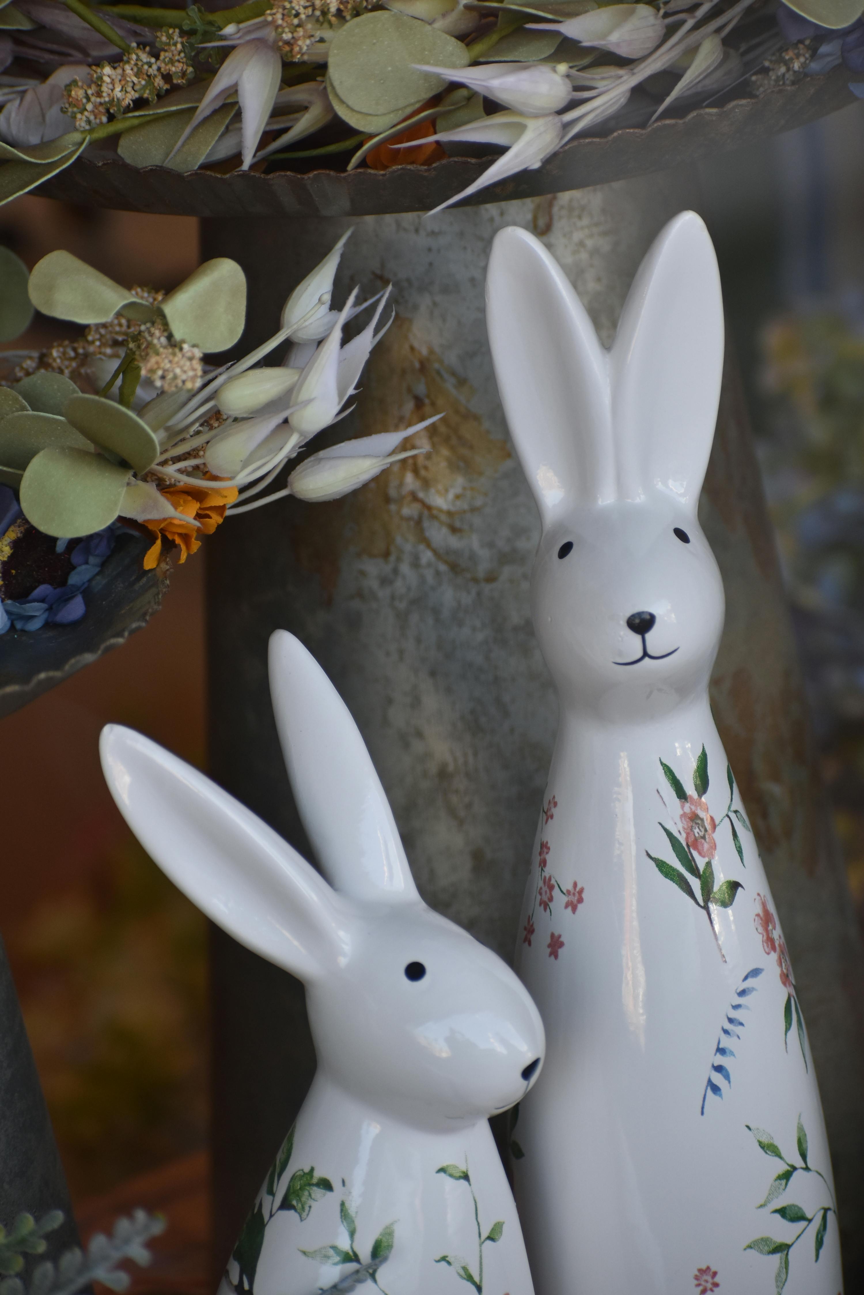 Giant Chinchilla Rabbit Playing