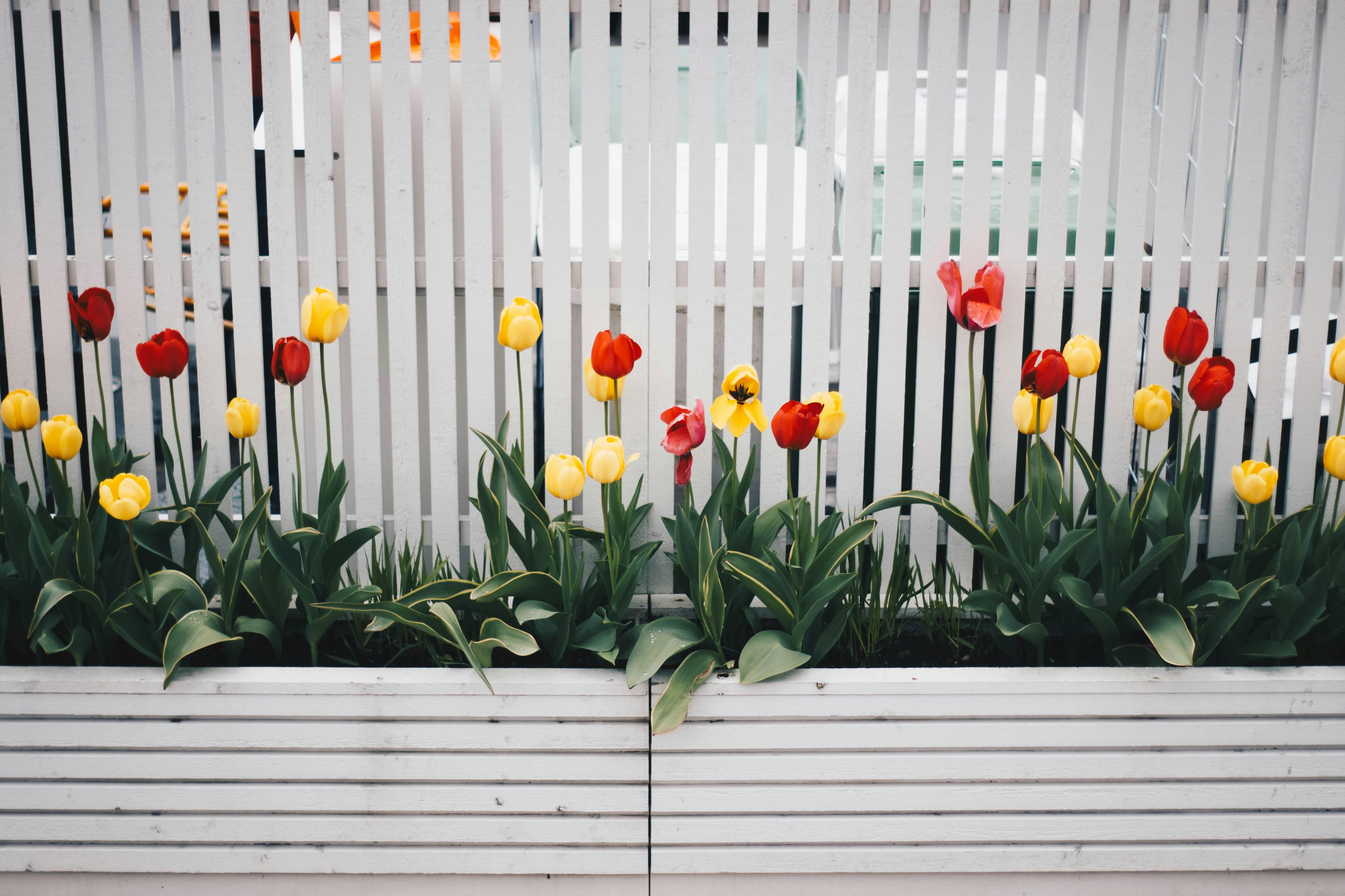 Rabbit fence for garden