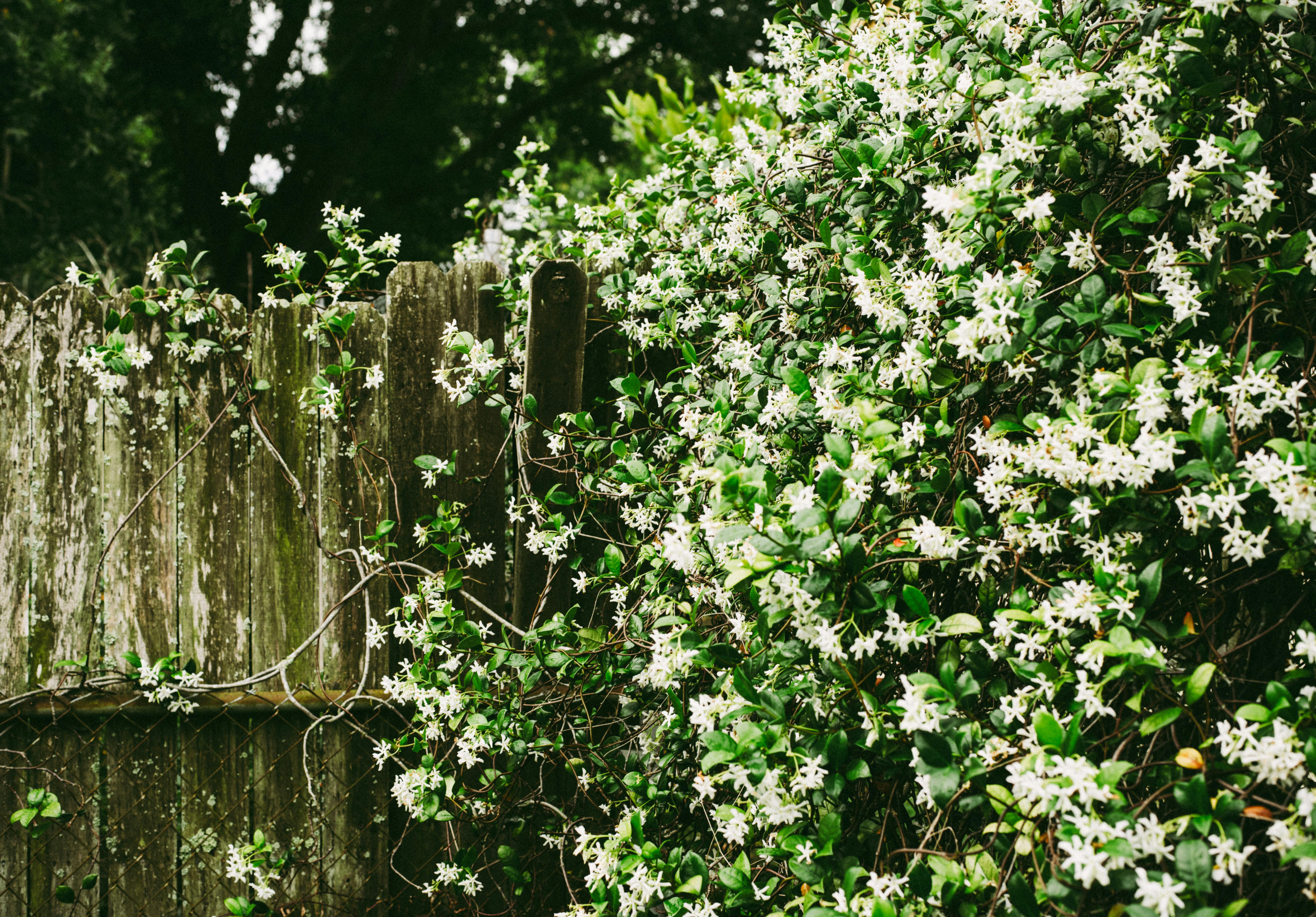 Installing rabbit fence for garden