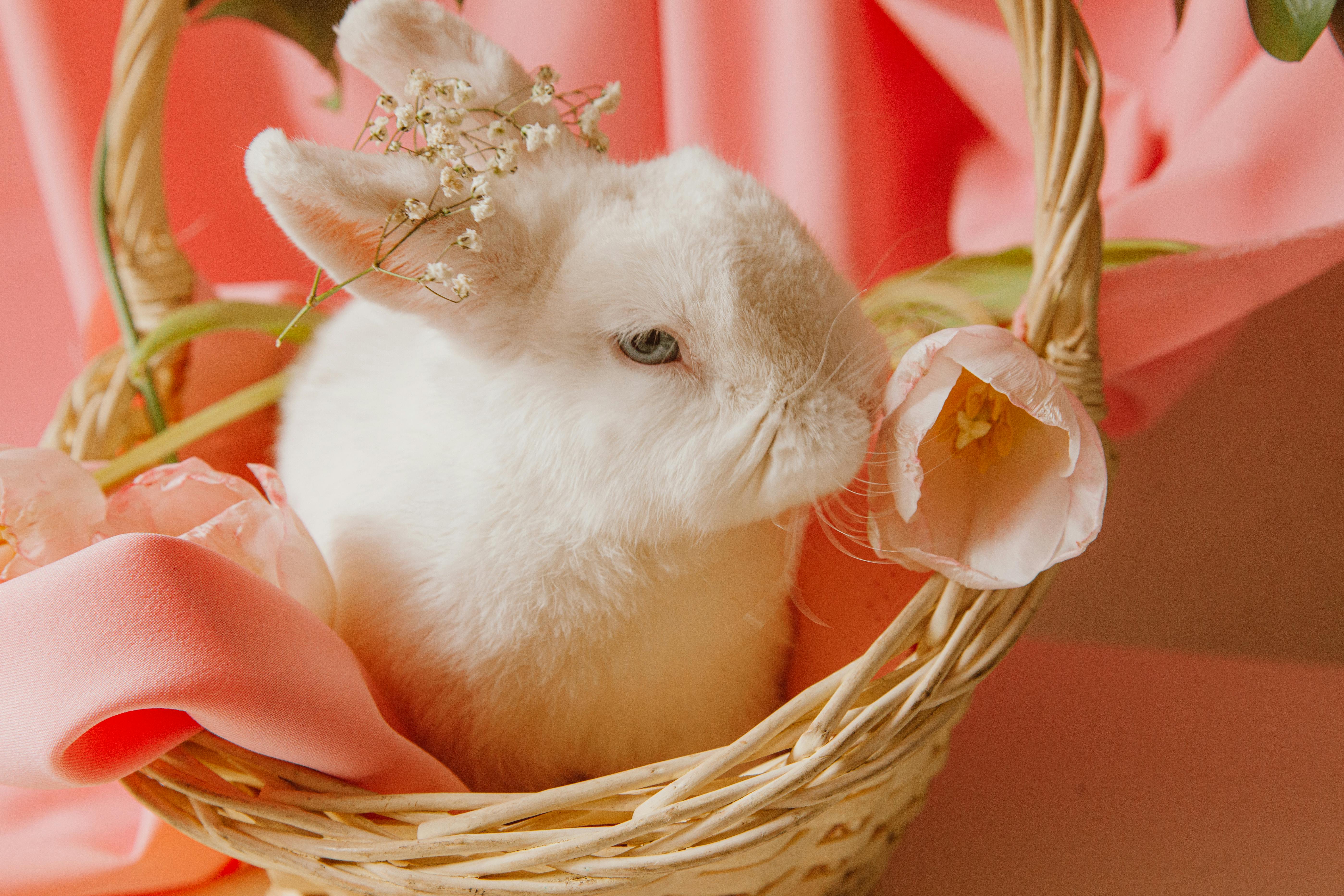 Netherland Dwarf Rabbit Colors