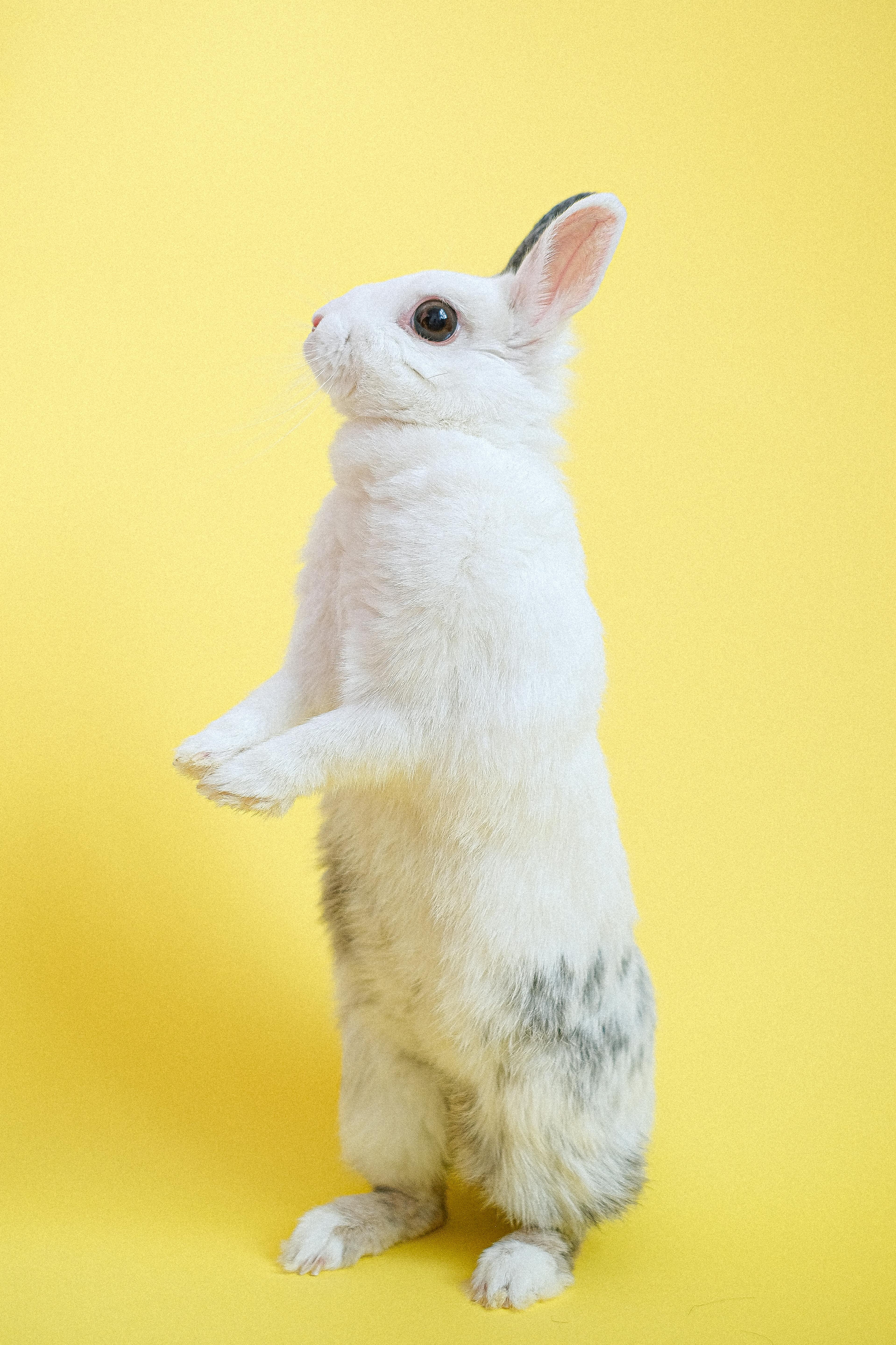 Flemish Giant Rabbit Characteristics