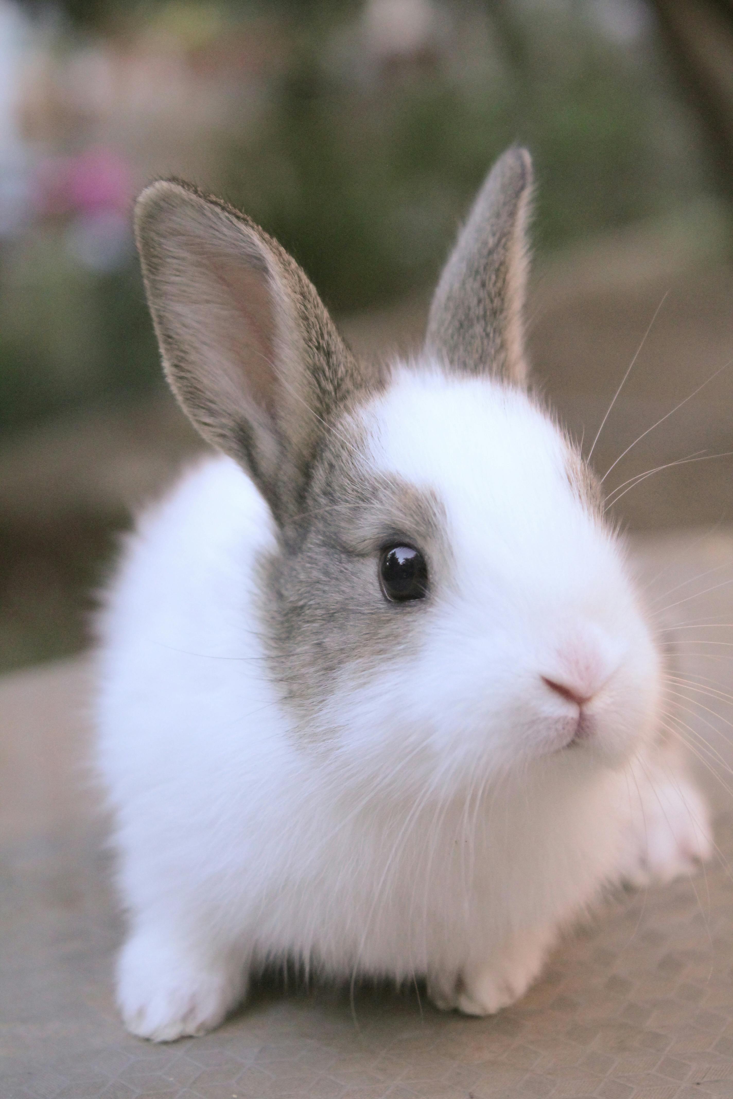 Flemish Giant Rabbit Features