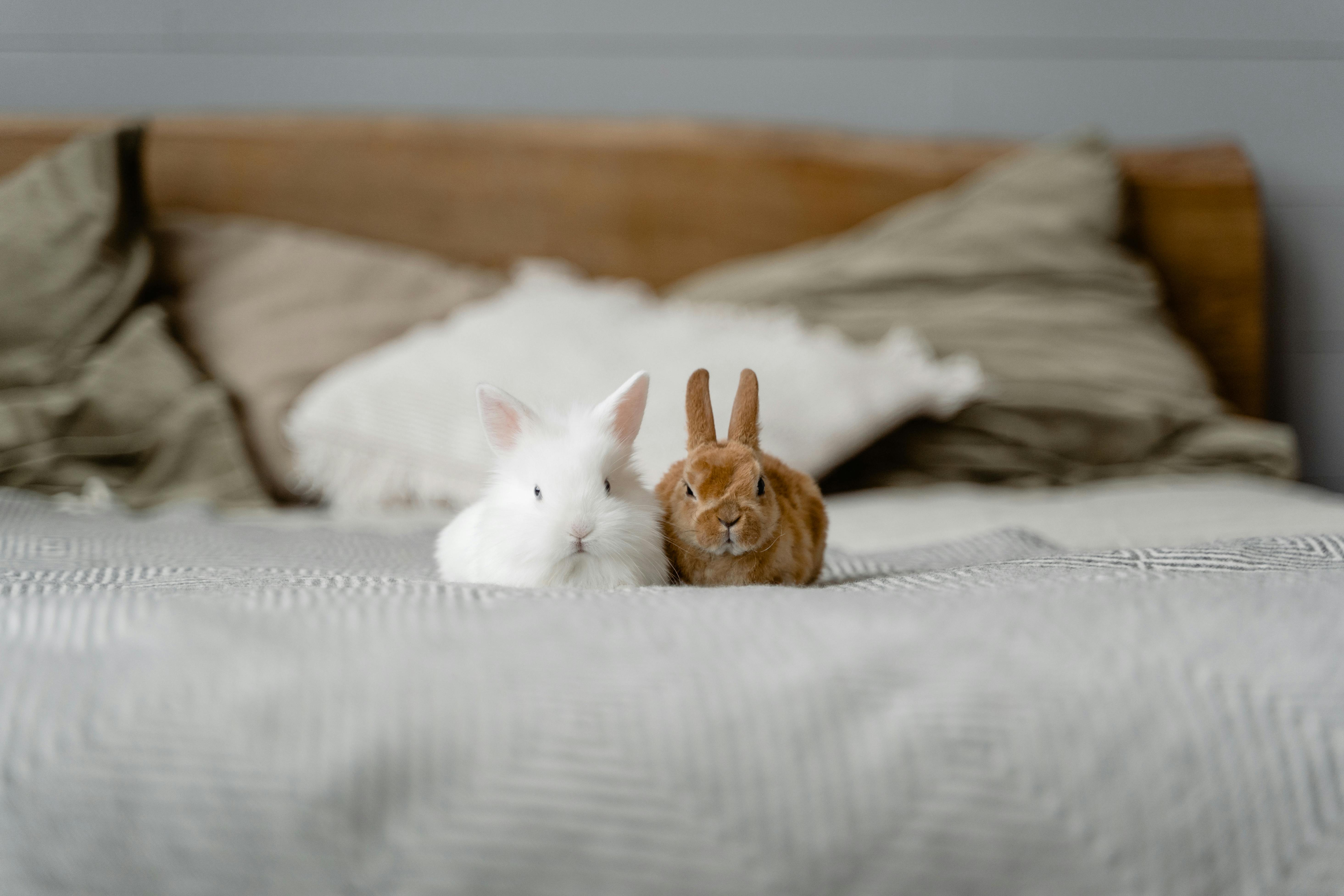 Stylish Rabbit Bedding