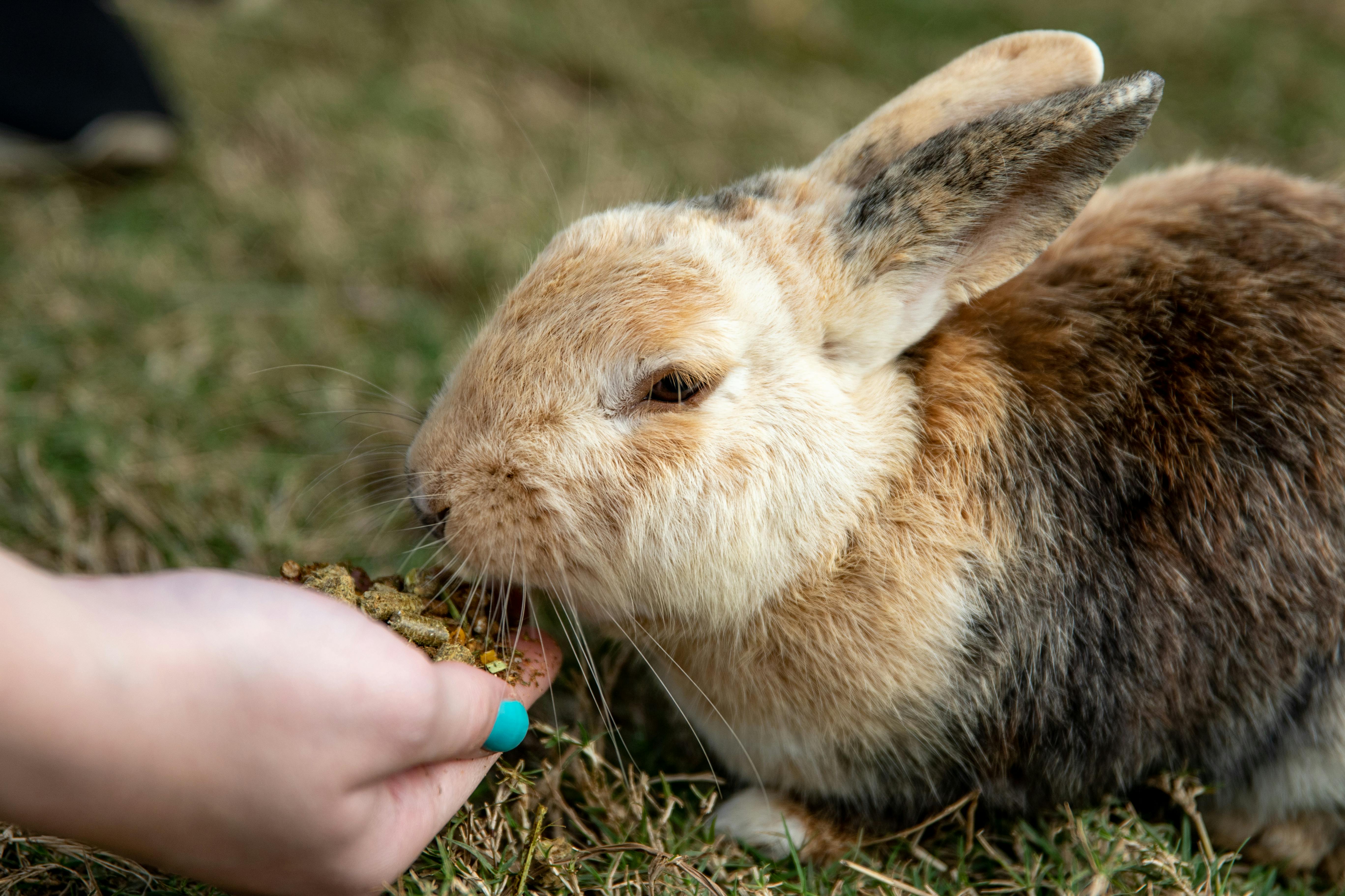 Healthy Rabbit Food Options