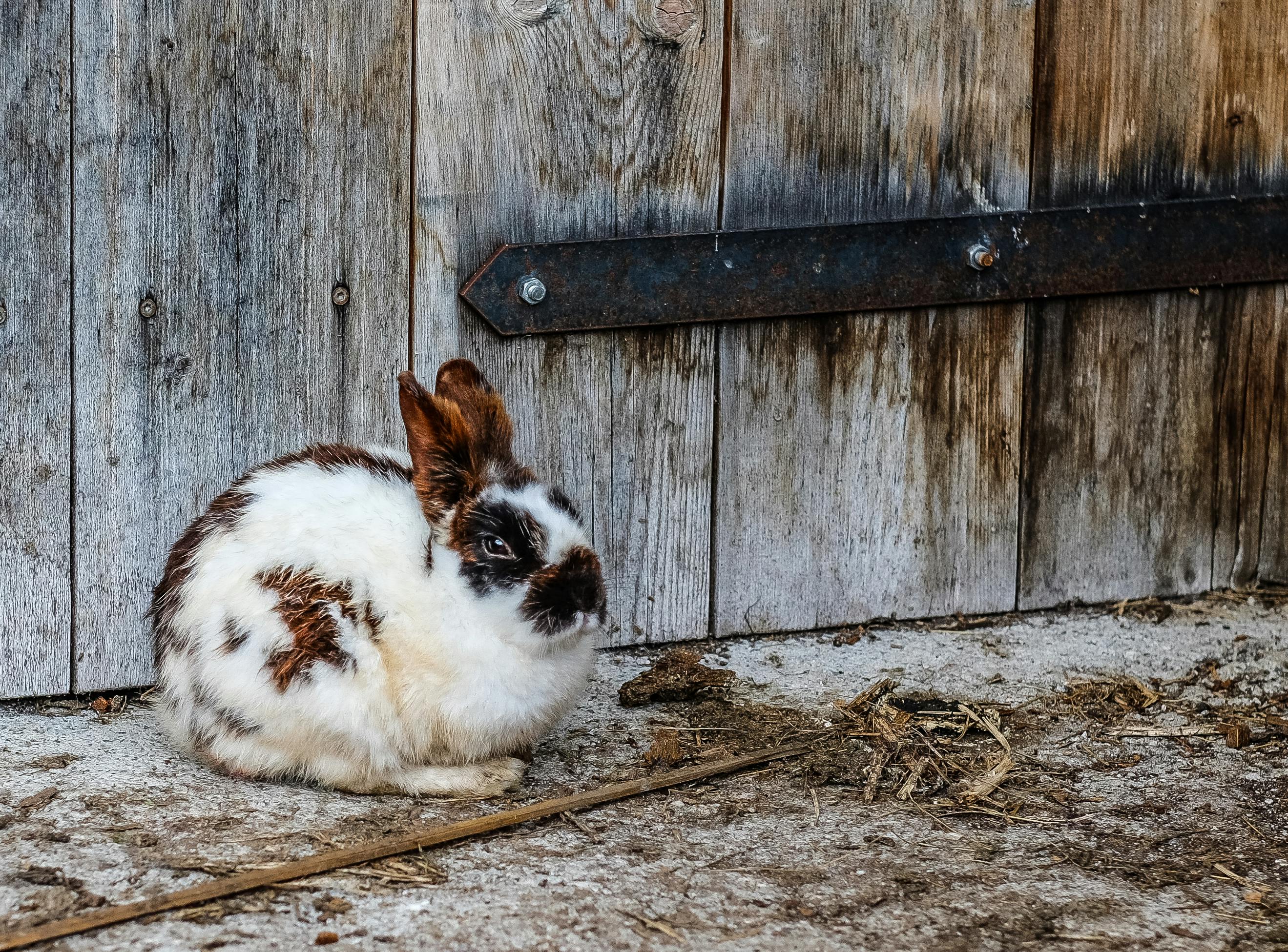 White Rabbit Cabaret Image 2