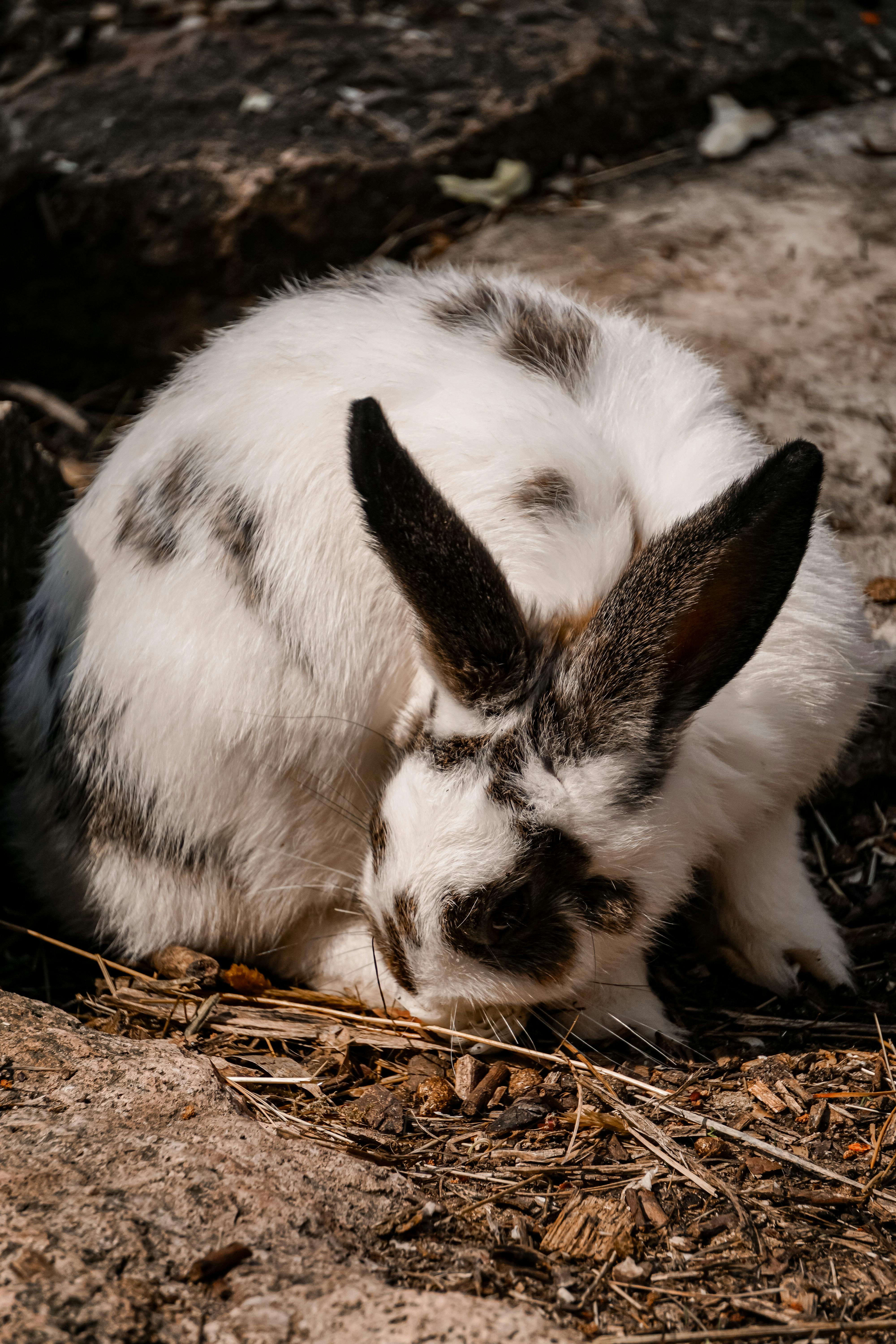 Jack Rabbit vs Hare